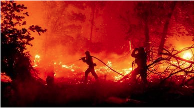 🌍 Environmental Loss in Major Indian Fire Disasters (2019–2025)