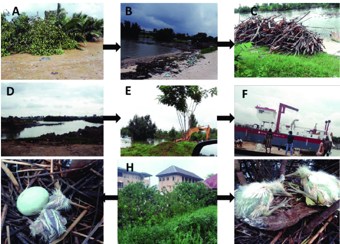 🐢 Loss of Biodiversity Due to Industrial Accidents (2019–2025)