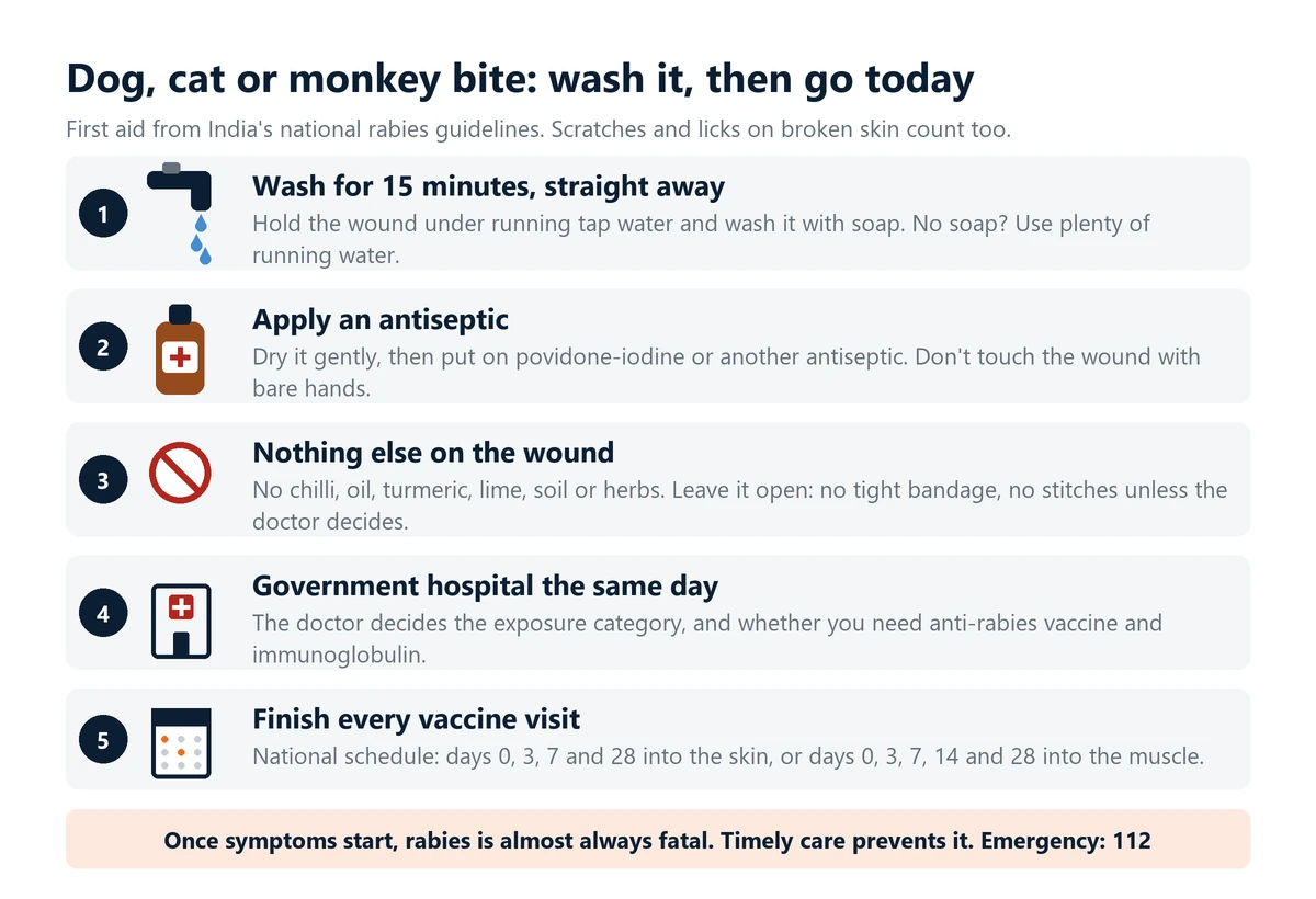 Infographic: first aid after a dog, cat or monkey bite. Wash the wound with soap under running water for 15 minutes, apply an antiseptic, put no chilli, oil or turmeric on it and leave it open, go to a government hospital the same day and finish every vaccine visit.